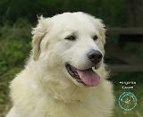 Hungarian Kuvasz 8W02-17